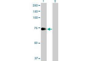 Western Blot analysis of ZNF23 expression in transfected 293T cell line by ZNF23 MaxPab polyclonal antibody. (ZNF23 抗体  (AA 1-643))