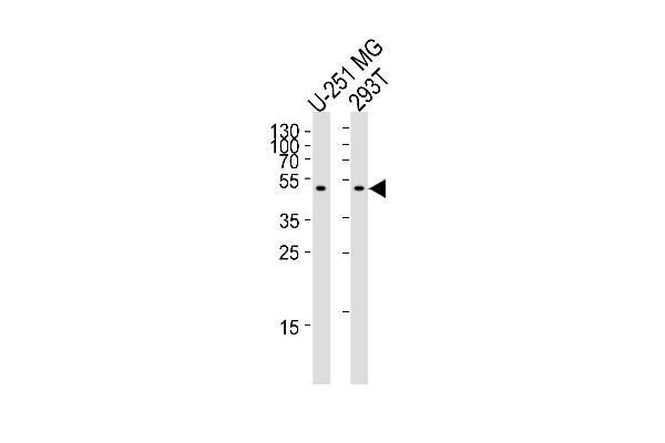 CPM anticorps  (AA 212-241)