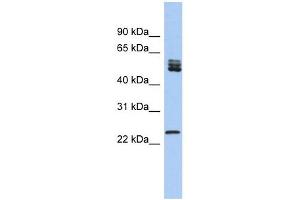SFRS7 antibody used at 1 ug/ml to detect target protein. (SFRS7 抗体  (N-Term))