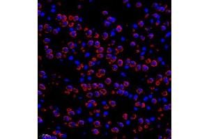 Immunofluorescence of paraffin embedded mouse brain using Neurturin (ABIN7074832) at dilution of 1:1000 (400x lens) (Neurturin 抗体)