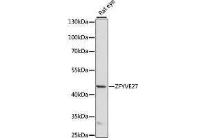 Western blot analysis of extracts of rat eye, using ZFYVE27 antibody (ABIN7271557) at 1000 dilution. (ZFYVE27 抗体  (AA 217-411))