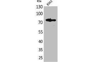 Western Blot analysis of K562 cells using FOXP1 Polyclonal Antibody (FOXP1 抗体  (C-Term))