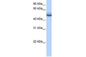 ZNF486 antibody used at 0. (ZNF486 抗体  (Middle Region))