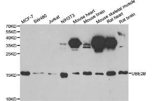 Western blot analysis of extracts of various cell lines, using UBE2B antibody. (UBE2B 抗体)