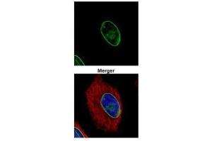 ICC/IF Image Confocal immunofluorescence analysis (Olympus FV10i) of methanol-fixed HeLa, using Lamin A + C, antibody (Green) at 1:500 dilution. (Lamin A/C 抗体)