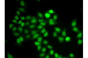 Immunofluorescence (IF) image for anti-MAD1 Mitotic Arrest Deficient-Like 1 (MAD1L1) (AA 360-700) antibody (ABIN3021566)