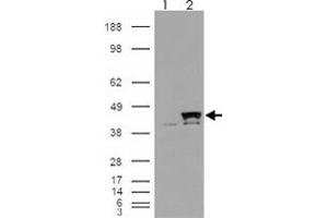 293 overexpressing PPID and probed with PPID polyclonal antibody  (mock transfection in first lane), tested by Origene. (PPID 抗体)