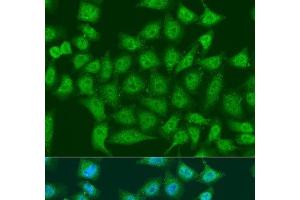 Immunofluorescence analysis of U2OS cells using EGLN3 Polyclonal Antibody at dilution of 1:100. (EGLN3 抗体)