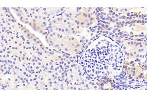 Detection of EPCAM in Porcine Kidney Tissue using Polyclonal Antibody to Epithelial Cell Adhesion Molecule (EPCAM)