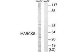 Western blot analysis of extracts from HepG2 cells, treated with LPS 100ng/ml 30', using MARCKS (Ab-163) Antibody.