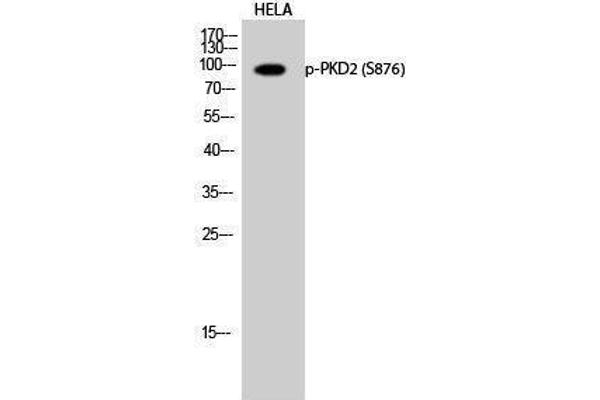 PKD2 anticorps  (pSer876)