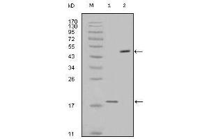 Western blot analysis using survivin mouse mAb against full-length survivin recombinant protein (1) and full-length survivin-GFP transfected Cos7 cell lysate (2). (Survivin 抗体)