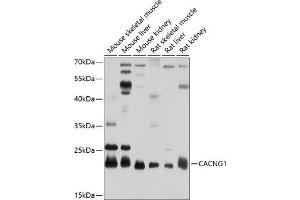 Western blot analysis of extracts of various cell lines, using C antibody (ABIN6130025, ABIN6137823, ABIN6137824 and ABIN6214115) at 1:1000 dilution. (CACNG1 抗体  (AA 30-110))
