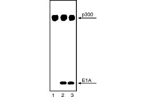 Western Blotting (WB) image for anti-E1A Binding Protein P300 (EP300) antibody (ABIN967440)
