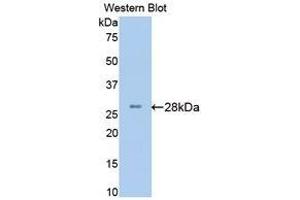 Western Blotting (WB) image for anti-Brain-Derived Neurotrophic Factor (BDNF) (AA 20-252) antibody (ABIN3209745) (BDNF 抗体  (AA 20-252))