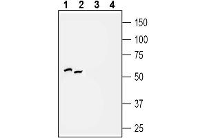 Western blot analysis of rat (lanes 1 and 3) and mouse (lanes 2 and 4) brain membranes:  - 1, 2. (P2Y2 Receptor 抗体  (3rd Intracellular Loop))