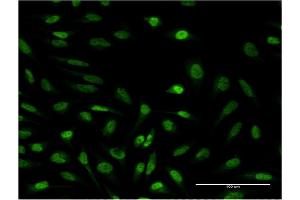Immunofluorescence of monoclonal antibody to SUPT4H1 on HeLa cell. (SUPT4H 抗体  (AA 18-117))