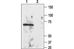 Western blot analysis of rat brain lysate: - 1. (RTN4R 抗体  (Extracellular))