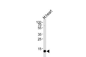 Western blot analysis of lysate from human heart tissue lysate, using FABP3 Antibody (N-term) (ABIN390431 and ABIN2840816).