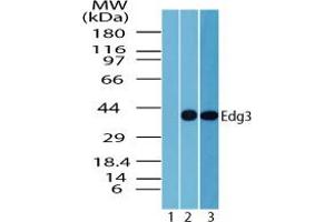 Image no. 2 for anti-Sphingosine-1-Phosphate Receptor 3 (S1PR3) (AA 300-350) antibody (ABIN960336) (S1PR3 抗体  (AA 300-350))