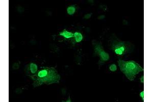 Anti-LENG1 mouse monoclonal antibody (ABIN2454735) immunofluorescent staining of COS7 cells transiently transfected by pCMV6-ENTRY LENG1 (RC204931). (Leng1 抗体)