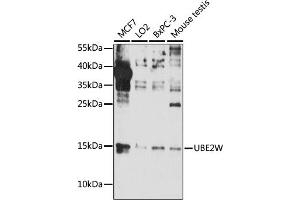 Western blot analysis of extracts of various cell lines, using UBE2W antibody (ABIN7271182) at 1:1000 dilution. (UBE2W 抗体  (AA 40-110))