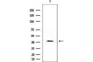 Western blot analysis of lysates from Mouse liver, using GNAI3 Mouse Monoclonal Antibody at 1/1000 dilution.