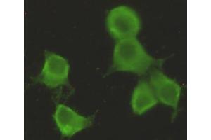 Immunocytochemistry stain of Hela using CHRDL1 mouse mAb (1:300). (CHRDL1 抗体)