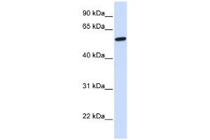 NELF antibody used at 1 ug/ml to detect target protein. (NMDA Receptor Synaptonuclear Signaling and Neuronal Migration Factor (NSMF) (N-Term) 抗体)