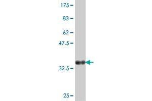 Western Blotting (WB) image for anti-Prostaglandin E Synthase 2 (PTGES2) (AA 270-377) antibody (ABIN566424)