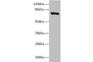 Western blot All lanes: SLCO2B1 antibody at 1. (SLCO2B1 抗体  (AA 130-210))
