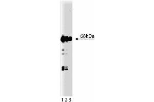 Western blot analysis of Munc-18 on a rat cerebrum lysate. (STXBP1 抗体  (AA 18-1))