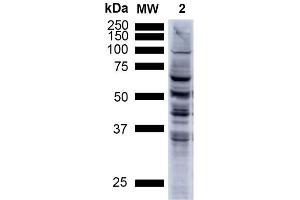 Western Blotting (WB) image for anti-Nitrotyrosine antibody (FITC) (ABIN2486193)