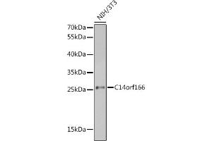 Western blot analysis of extracts of NIH/3T3 cells, using C14orf166 antibody (ABIN6127699, ABIN6137728, ABIN6137729 and ABIN6220257) at 1:1000 dilution. (C14orf166 抗体  (AA 1-244))