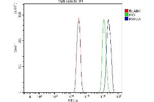 Flow Cytometry analysis of SiHa cells using anti-RRP7A antibody (ABIN7599044). (RRP7A 抗体  (AA 1-181))