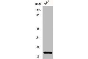 Western Blot analysis of HepG2 cells using Di-Ras1 Polyclonal Antibody