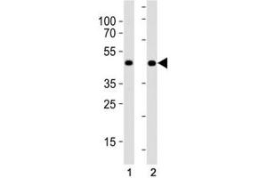 MyoD antibody western blot analysis in (1) HeLa cell line and (2) human placenta tissue lysate. (MYOD1 抗体  (AA 211-240))