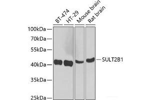 Western blot analysis of extracts of various cell lines using SULT2B1 Polyclonal Antibody at dilution of 1:1000. (SULT2B1 抗体)