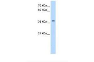 Image no. 1 for anti-Transmembrane Protein 30A (TMEM30A) (AA 108-157) antibody (ABIN6738355) (TMEM30A 抗体  (AA 108-157))