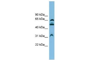 WB Suggested Anti-WDR1 Antibody Titration: 0. (WDR1 抗体  (N-Term))