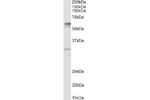 ABIN2559947 (1µg/ml) staining of Human Placenta lysate (35µg protein in RIPA buffer). (Solute Carrier Family 17 (Acidic Sugar Transporter), Member 5 (SLC17A5) (AA 85-99) 抗体)
