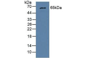 Western blot analysis of Mouse Liver Tissue. (GCKR 抗体  (AA 17-261))