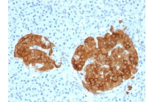 Formalin-fixed, paraffin-embedded human Pancreas stained with GAD2 (GAD65) Mouse Monoclonal Antibody (GAD2/1960). (GAD65 抗体  (AA 6-99))