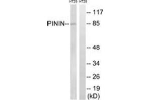 Western Blotting (WB) image for anti-Pinin, Desmosome Associated Protein (PNN) (AA 211-260) antibody (ABIN2890507) (PNN 抗体  (AA 211-260))