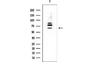 Western blot analysis of lysates from Mouse testis, using SHP1 Mouse Monoclonal Antibody at 1/1000 dilution.