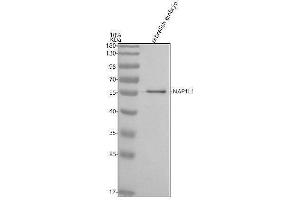 Western blot analysis of NAP1L1 using anti-NAP1L1 antibody (AZA0A8M2BJ06).