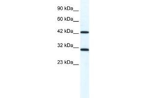 WB Suggested Anti-DDX39 Antibody Titration:  1. (DDX39 抗体  (N-Term))