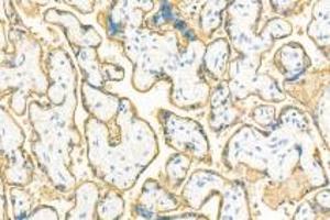 Immunohistochemistry analysis of paraffin-embedded human placenta using,PLAP (ABIN7075090) at dilution of 1: 400 (PLAP 抗体)