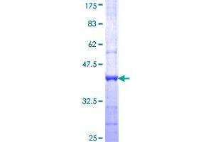 CATSPER3 Protein (AA 299-398) (GST tag)