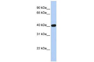 CXADR antibody used at 1 ug/ml to detect target protein. (Coxsackie Adenovirus Receptor 抗体  (N-Term))